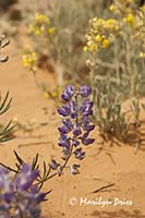 Silver Sophora (Sophora stenophylla - blue - pea family) and an unidentified yellow flower