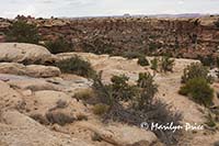 Looking down first descent of Elephant Hill jeep trail, Canyonlands National Park, UT