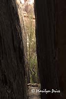 Trees visible at the end of a slot canyon, Joint Trail, Canyonlands National Park, UT