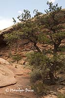 Canyon view near the Slot canyon, Joint Trail, Canyonlands National Park, UT