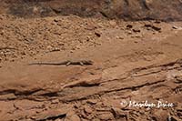 One of many lizards spotted today.  This one was on a rock by the side of the trail to the Slot canyon, Joint Trail, Canyonlands National Park, UT