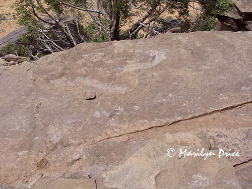 Dinosaur footprint, near Moab, UT