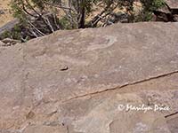 Dinosaur footprint, near Moab, UT