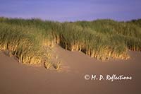 Sea grasses and sand dunes, Cape Sebastian, OR