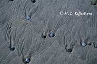 Pebbles and ripples in the sand, Bandon Beach, OR