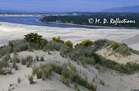 Sand dunes and sea grasses, South Jetty and Dunes, near Florence, OR