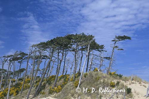 Wind swept trees