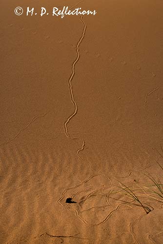 Tracks in the sand