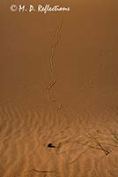 Tracks in the sand