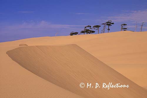 Sand dunes and wind swept trees