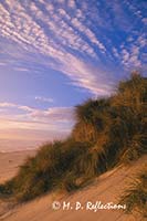 Sea grasses and sand dune