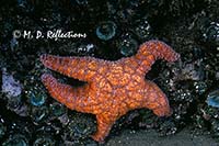 Starfish and sea anemones, Bandon Beach, OR