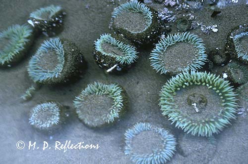 Sea anemones in a tide pool, Bandon Beach, OR