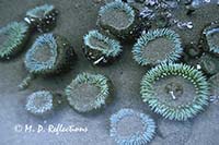 Sea anemones in a tide pool, Bandon Beach, OR