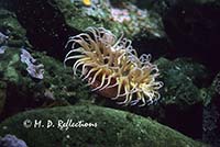 Sea anemone