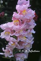 Pink snapdragon