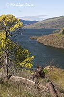 Columbia River near Chamberlain Lake, WA