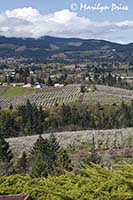 Spring farmland from Panorama Point near Hood River, OR