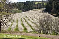 Pear orchard in spring