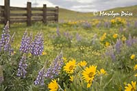 Lupine and arrow leaf balsamroot meadows