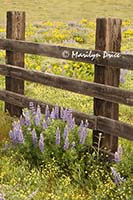 Lupine and an old fence