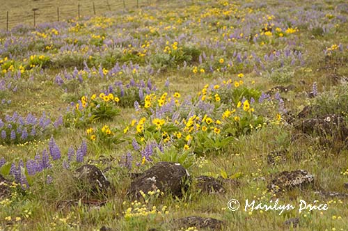 A hillside of wildflowers