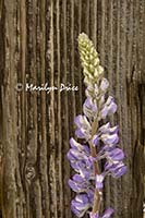 Lupine and an old fencepost