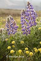 Lupine