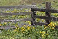 Arrow leaf balsamroot, lupine, and an old fence