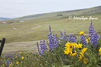 Arrow leaf balsamroot and lupine with the rolling hills of Dalles Mountain State Park, WA