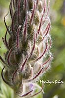 Lupine bud