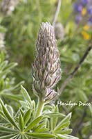 Lupine bud