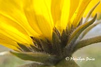 Arrow leaf balsamroot