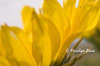 Arrow leaf balsamroot