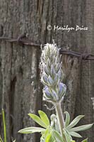 Lupine bud and an old fence post