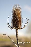 Teasel seed head