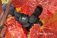 Autumn grape leaves with grapes ready for harvest