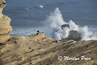 Seagull on a rock with crashing waves in the background, Cape Kiwanda, OR