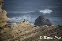 Seagull on a rock with crashing waves in the background, Cape Kiwanda, OR