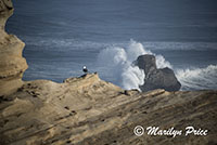 Seagull on a rock with crashing waves in the background, Cape Kiwanda, OR