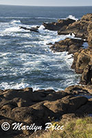 Coastline and waves, Boiler Bay, OR