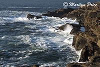 Coastline and waves, Boiler Bay, OR