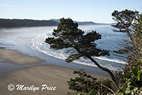 Coastline, Otter Rock, OR