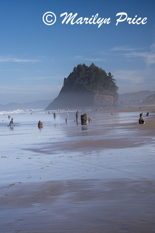 Ghost Forest and Proposal Rock, Neskowin Beach, OR