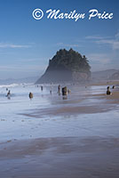 Ghost Forest and Proposal Rock, Neskowin Beach, OR