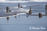 Ghost Forest, Neskowin Beach, OR