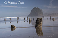 Ghost Forest and Proposal Rock, Neskowin Beach, OR