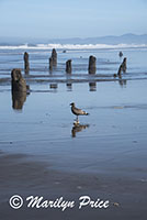 Ghost Forest, Neskowin Beach, OR