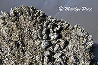 Barnacles coat one of the tree stumps of the Ghost Forest, Neskowin Beach, OR