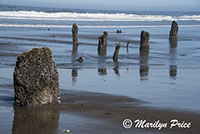 Ghost Forest, Neskowin Beach, OR